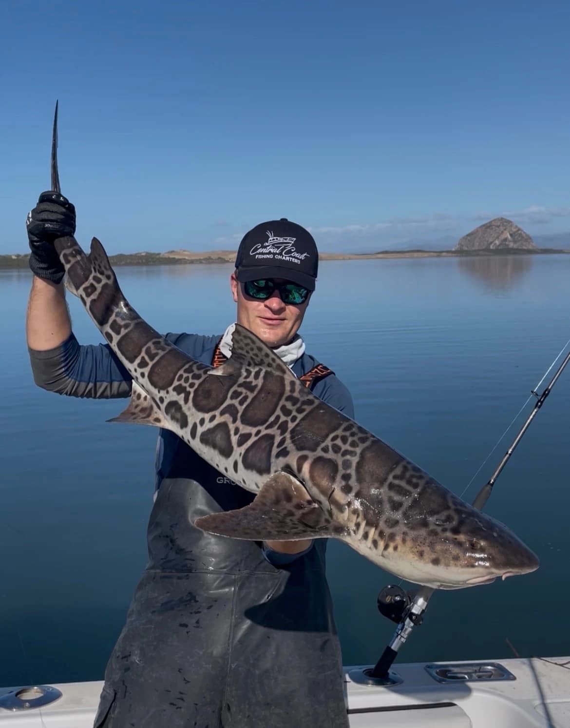 4 Hour Shark & Rays on the Bay with BBQ