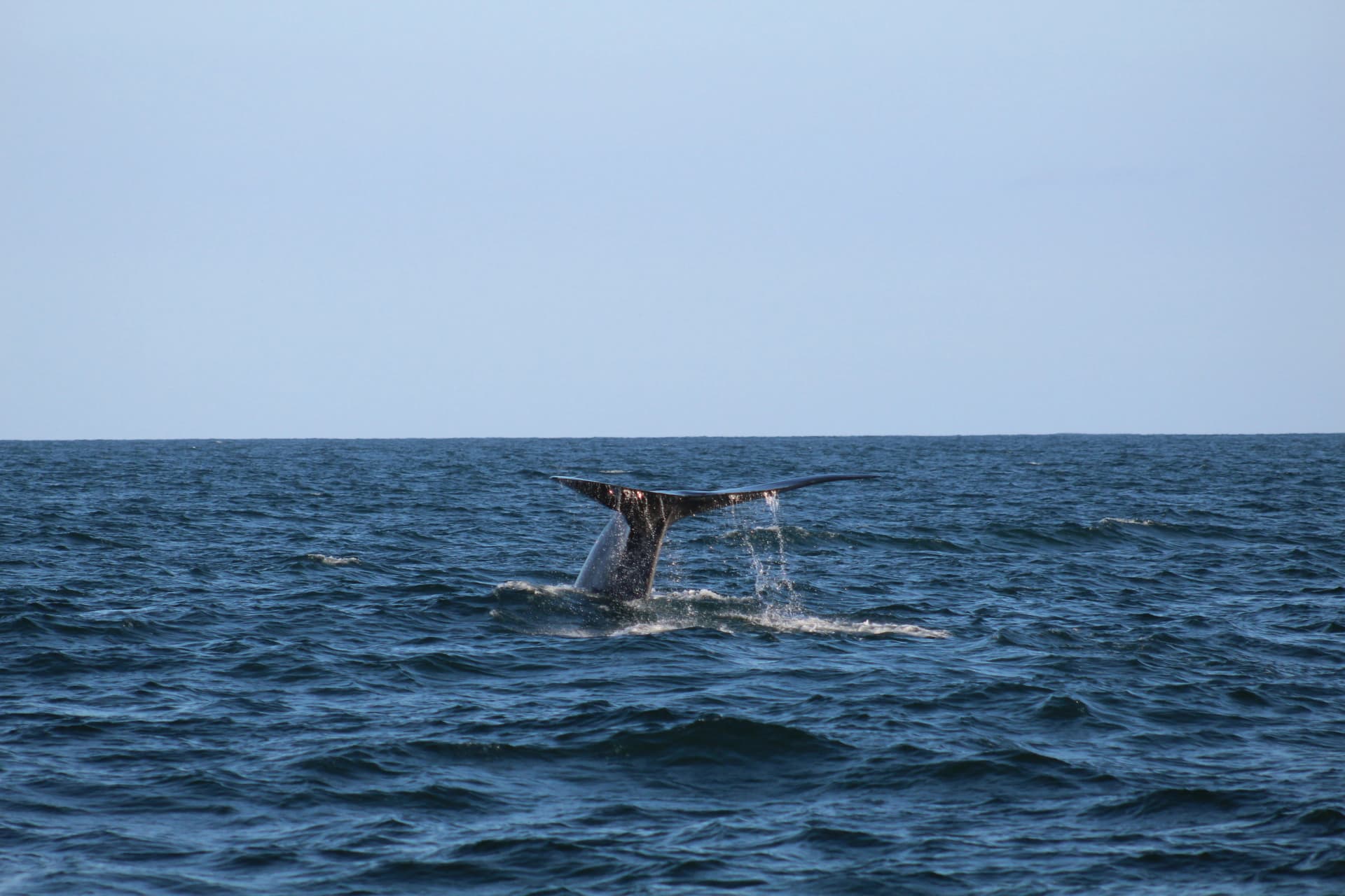 Whale Watching image 1