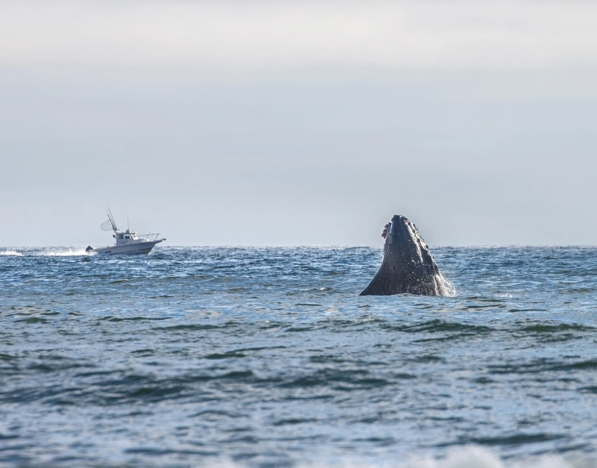 Whale Watching image 4