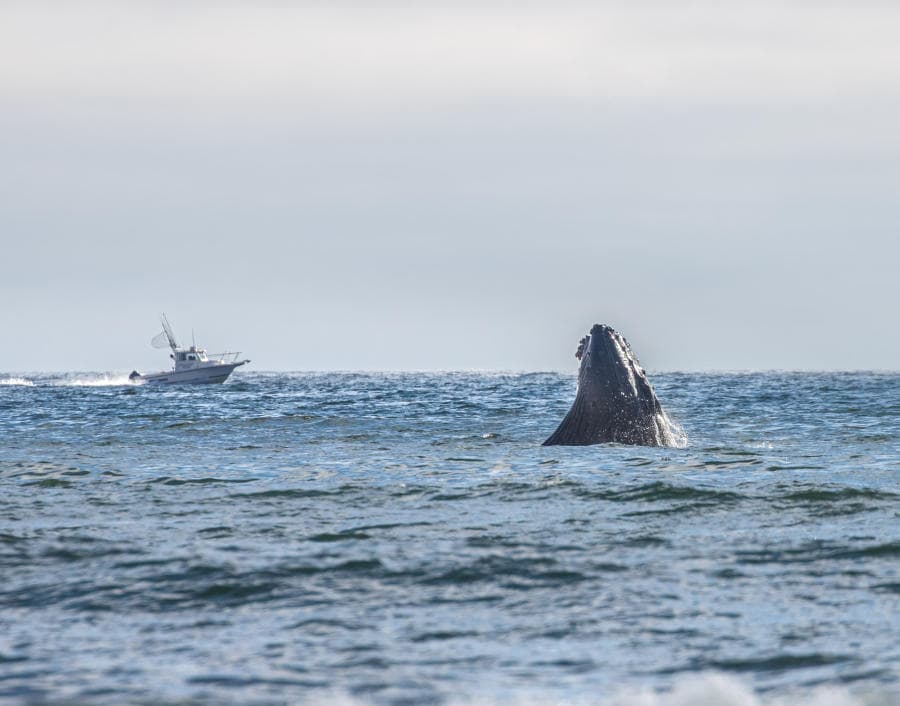 Whale Watching image 4