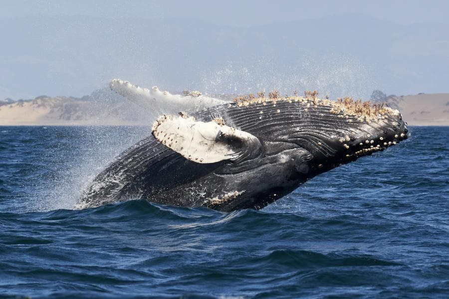 Whale Watching image 2