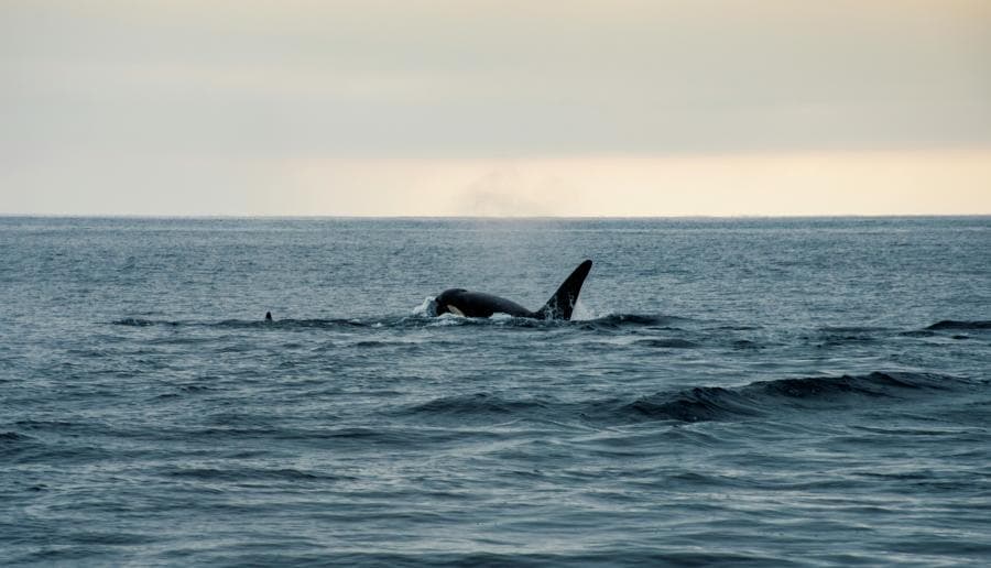 Whale Watching image 3