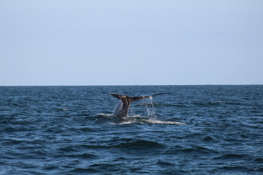 Whale Watching image 1
