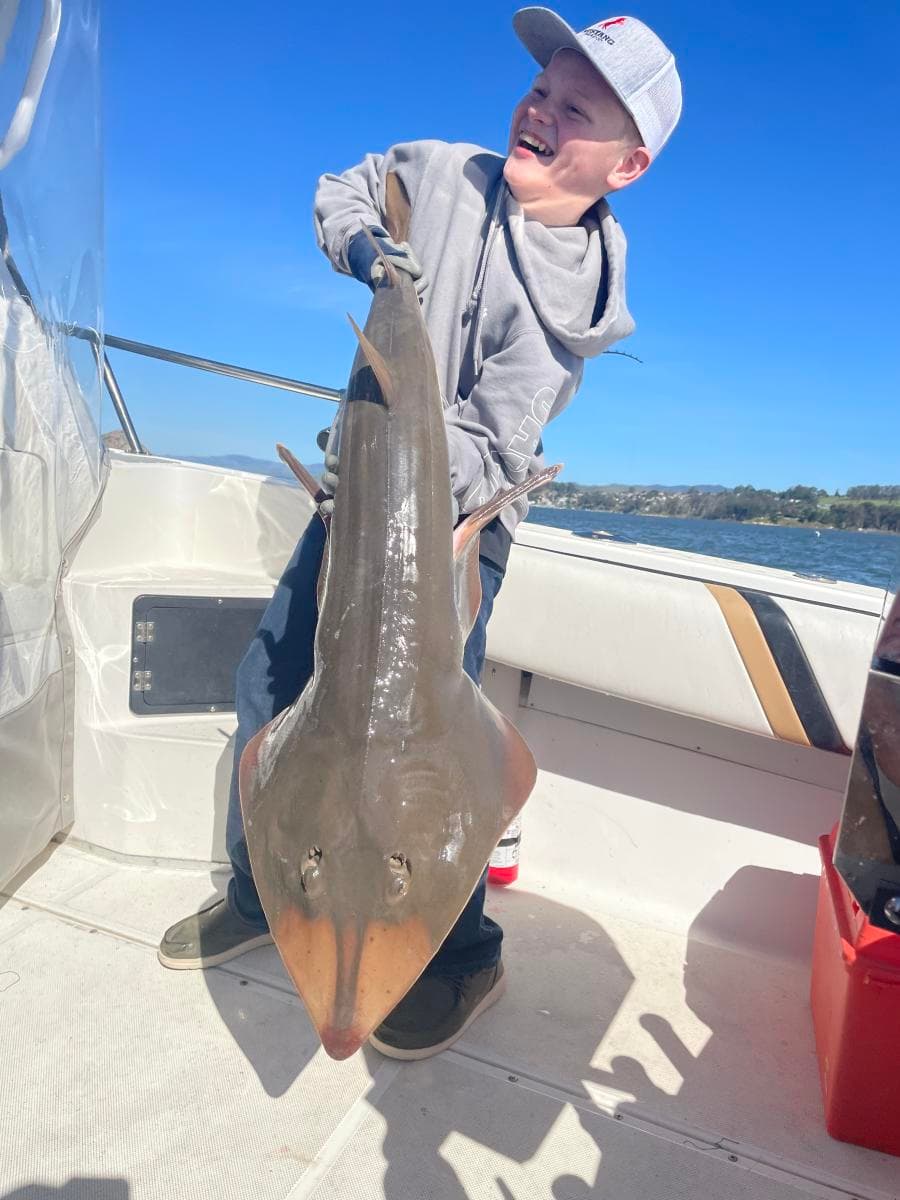 4 Hour Shark & Rays on the Bay with BBQ