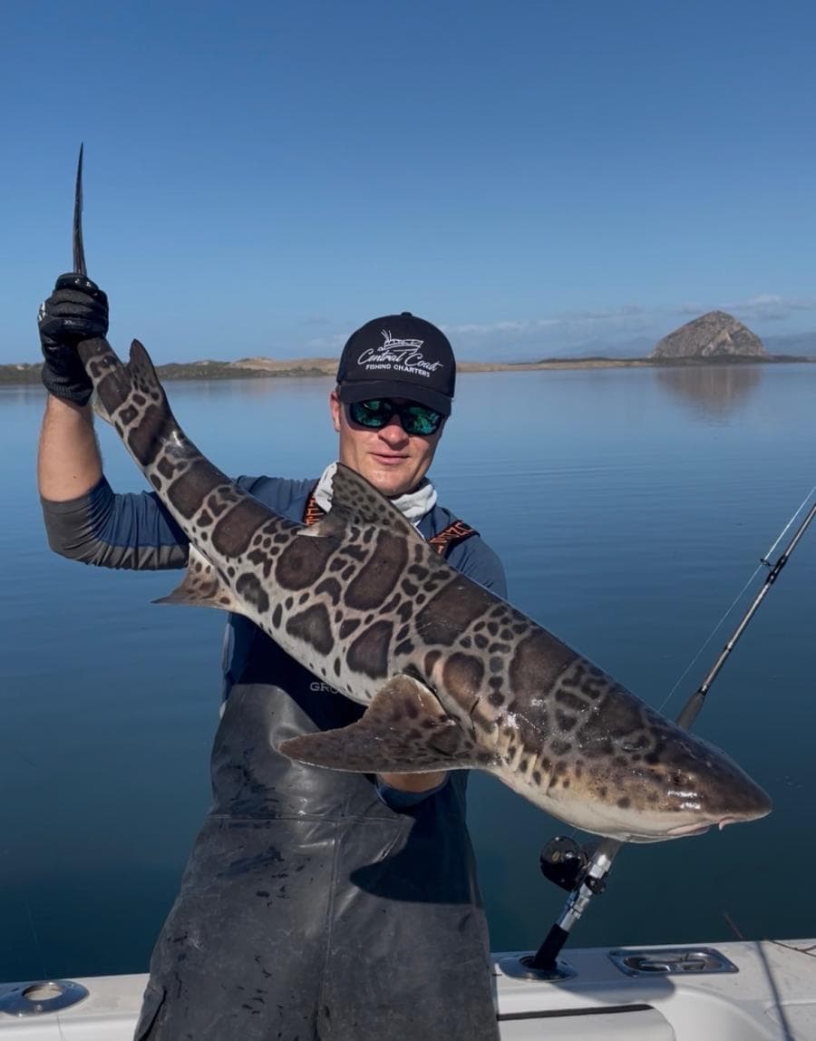 4 Hour Shark & Rays on the Bay with BBQ